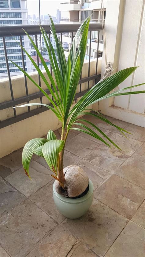 椰子树盆栽